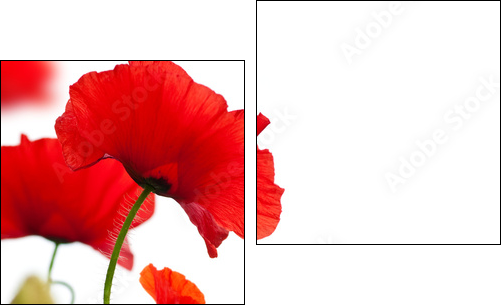 poppies isolated on white background- border angle of page - Zweiteiliges Leinwandbild, Diptychon