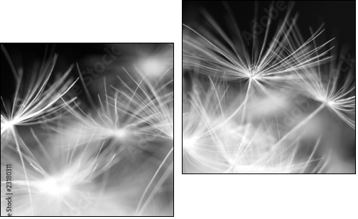 Macro beauty dandelion - Zweiteiliges Leinwandbild, Diptychon