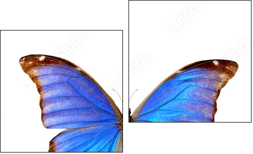 Blue morpho - Zweiteiliges Leinwandbild, Diptychon