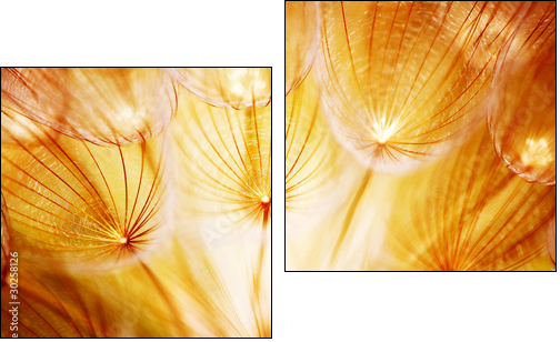 Soft dandelion flower - Zweiteiliges Leinwandbild, Diptychon