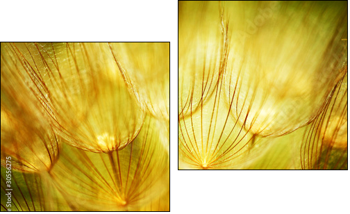 Soft dandelion flower - Zweiteiliges Leinwandbild, Diptychon