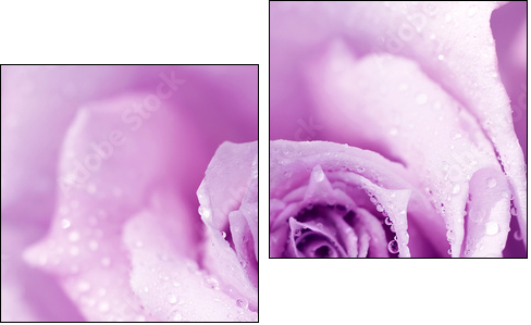 Purple wet rose background - Zweiteiliges Leinwandbild, Diptychon