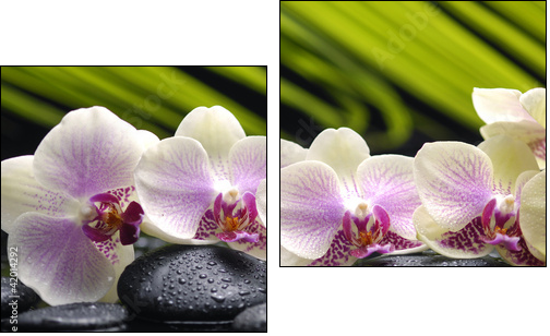 Set of branch orchid with stones- palm leaf background - Zweiteiliges Leinwandbild, Diptychon