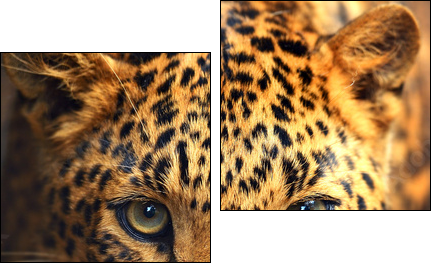 Leopard portrait - Zweiteiliges Leinwandbild, Diptychon