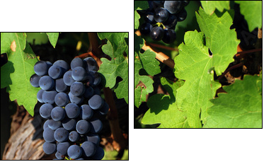 Italian vineyard - Zweiteiliges Leinwandbild, Diptychon