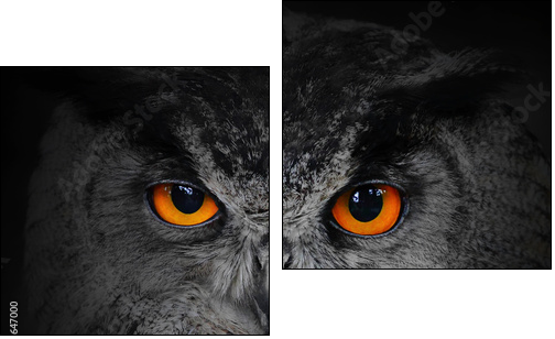 The evil eyes. ( Eagle Owl, Bubo bubo). - Zweiteiliges Leinwandbild, Diptychon