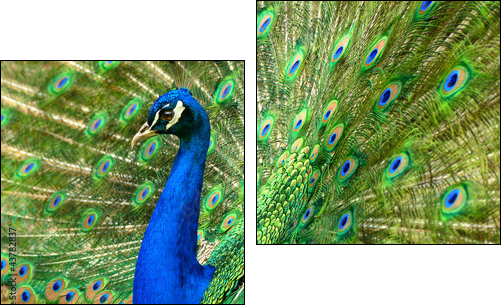 MajestÃ¤tischer Pfau - Zweiteiliges Leinwandbild, Diptychon
