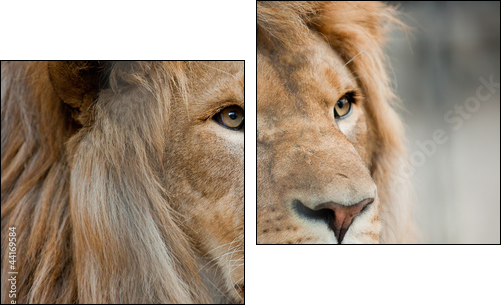 lion - Zweiteiliges Leinwandbild, Diptychon