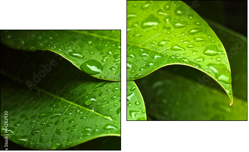 Green leaf - Zweiteiliges Leinwandbild, Diptychon