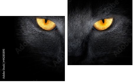 View from the darkness. muzzle a cat on a black background. - Zweiteiliges Leinwandbild, Diptychon