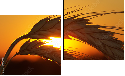 Wheat - Zweiteiliges Leinwandbild, Diptychon