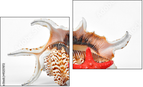 tropical sea shells - Zweiteiliges Leinwandbild, Diptychon