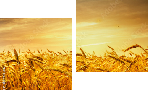 A field of wheat in the golden light of sunset. - Zweiteiliges Leinwandbild, Diptychon