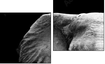 Elephant Close Up - Zweiteiliges Leinwandbild, Diptychon