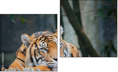 Endangered Sumatran Tiger - Zweiteiliges Leinwandbild, Diptychon