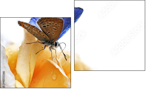 blue butterfly isolated on white background - Zweiteiliges Leinwandbild, Diptychon