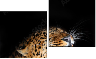 Leopard - Zweiteiliges Leinwandbild, Diptychon