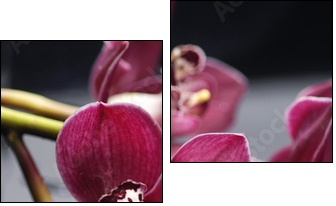 set of branch gorgeous red orchid on stones reflection - Zweiteiliges Leinwandbild, Diptychon