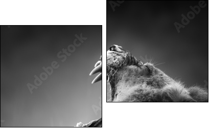 Lion displaying dangerous teeth - Zweiteiliges Leinwandbild, Diptychon