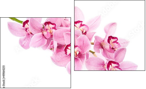 pink orchid flowers isolated - Zweiteiliges Leinwandbild, Diptychon