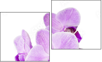 Light purple orchid isolated on white - Zweiteiliges Leinwandbild, Diptychon