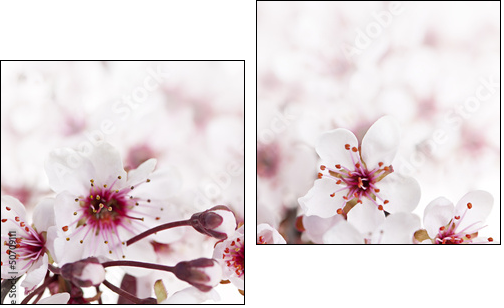 Cherry blossoms - Zweiteiliges Leinwandbild, Diptychon