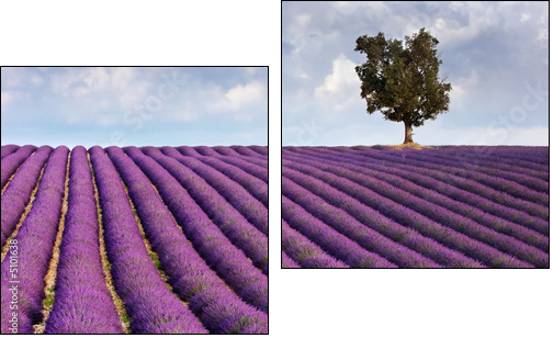 Lavender field and a lone tree - Zweiteiliges Leinwandbild, Diptychon