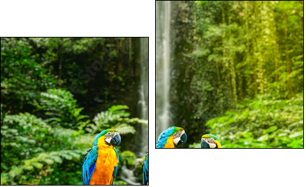 Blue-and-Yellow Macaw - Zweiteiliges Leinwandbild, Diptychon