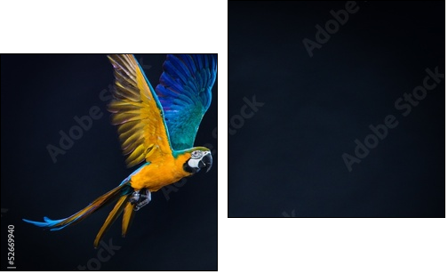 Colourful flying Ara on a dark background - Zweiteiliges Leinwandbild, Diptychon