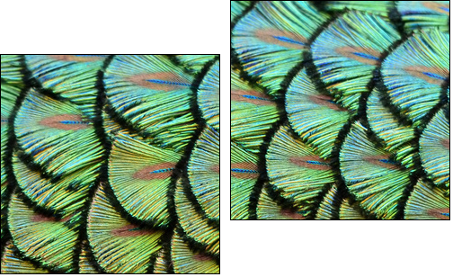 peacock background - Zweiteiliges Leinwandbild, Diptychon