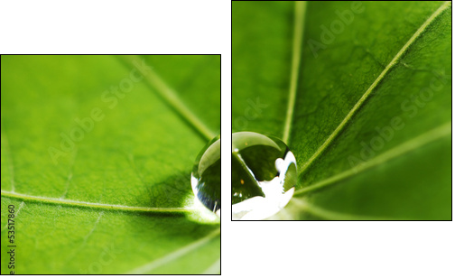 Water drop on green leaf - Zweiteiliges Leinwandbild, Diptychon