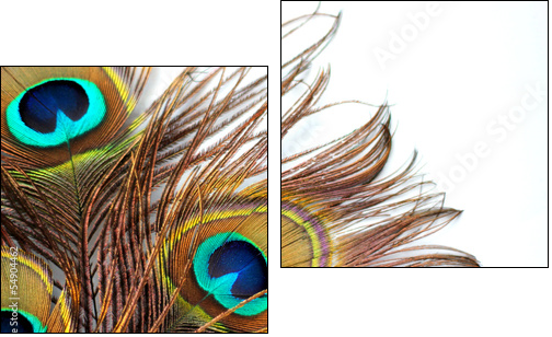 Three peacock feathers - Zweiteiliges Leinwandbild, Diptychon