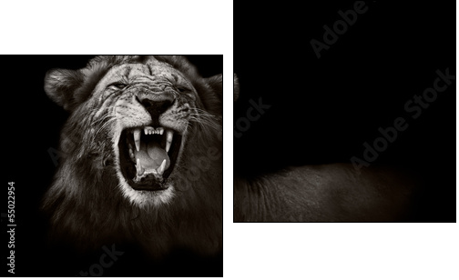 Lion displaying dangerous teeth - Zweiteiliges Leinwandbild, Diptychon
