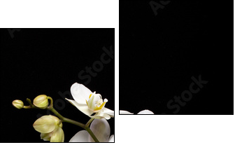 White orchid isolated on black - Zweiteiliges Leinwandbild, Diptychon