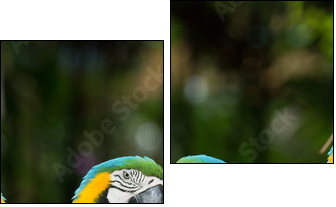 parrot - Zweiteiliges Leinwandbild, Diptychon