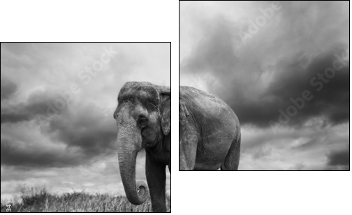 Elephant - Zweiteiliges Leinwandbild, Diptychon
