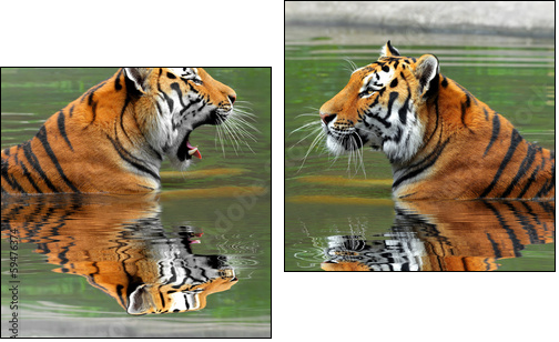 Siberian Tigers in water - Zweiteiliges Leinwandbild, Diptychon