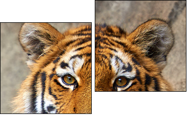 Tiger face up close - Zweiteiliges Leinwandbild, Diptychon