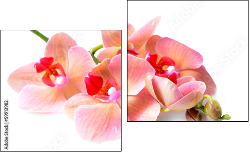 Beautiful blooming orchid isolated on white - Zweiteiliges Leinwandbild, Diptychon