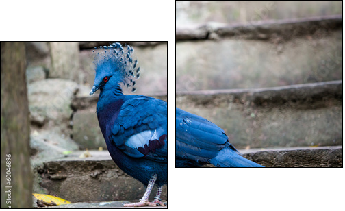Victoria crowned pigeon. Exotic Bird Goura Victoria - Zweiteiliges Leinwandbild, Diptychon