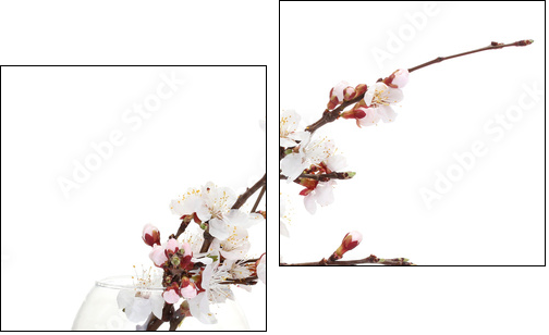 beautiful apricot blossom  in transparent vase isolated - Zweiteiliges Leinwandbild, Diptychon