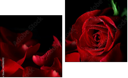 Red rose - Zweiteiliges Leinwandbild, Diptychon