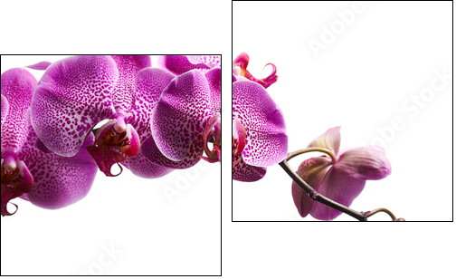 Purple orchid flowers isolated on white background - Zweiteiliges Leinwandbild, Diptychon
