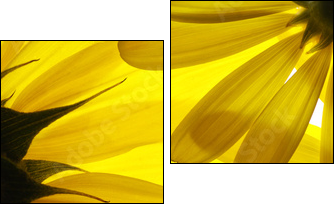 Yellow flowers background - Zweiteiliges Leinwandbild, Diptychon