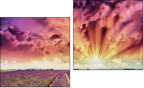 Lavender meadows in summer, Provence - France - Zweiteiliges Leinwandbild, Diptychon