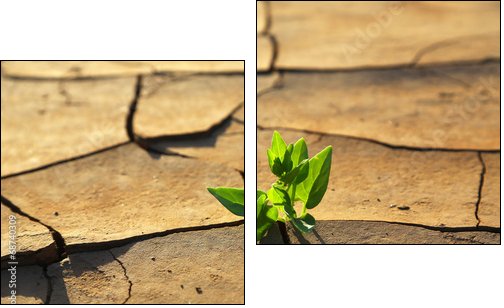 Plant growing through dry cracked soil - Zweiteiliges Leinwandbild, Diptychon