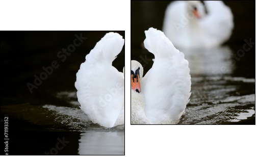 Swan in the lake - Zweiteiliges Leinwandbild, Diptychon