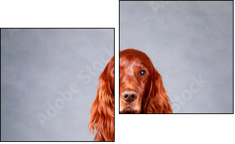 Red irish setter dog - Zweiteiliges Leinwandbild, Diptychon