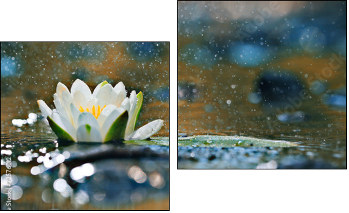 lily pads on the water - Zweiteiliges Leinwandbild, Diptychon
