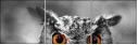 57830545